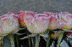 Téli rózsavédelem